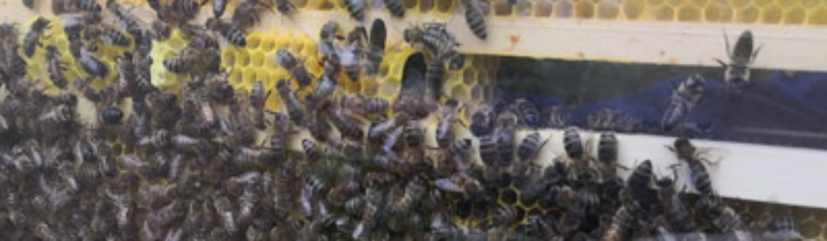 Die Reputation der Biene
