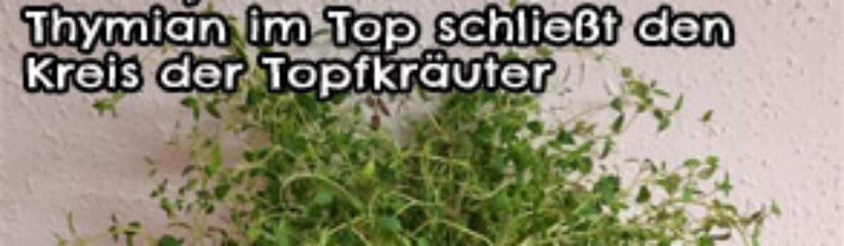 Der Topf ist los – Thymian im Top schließt den Kreis der Topfkräuter